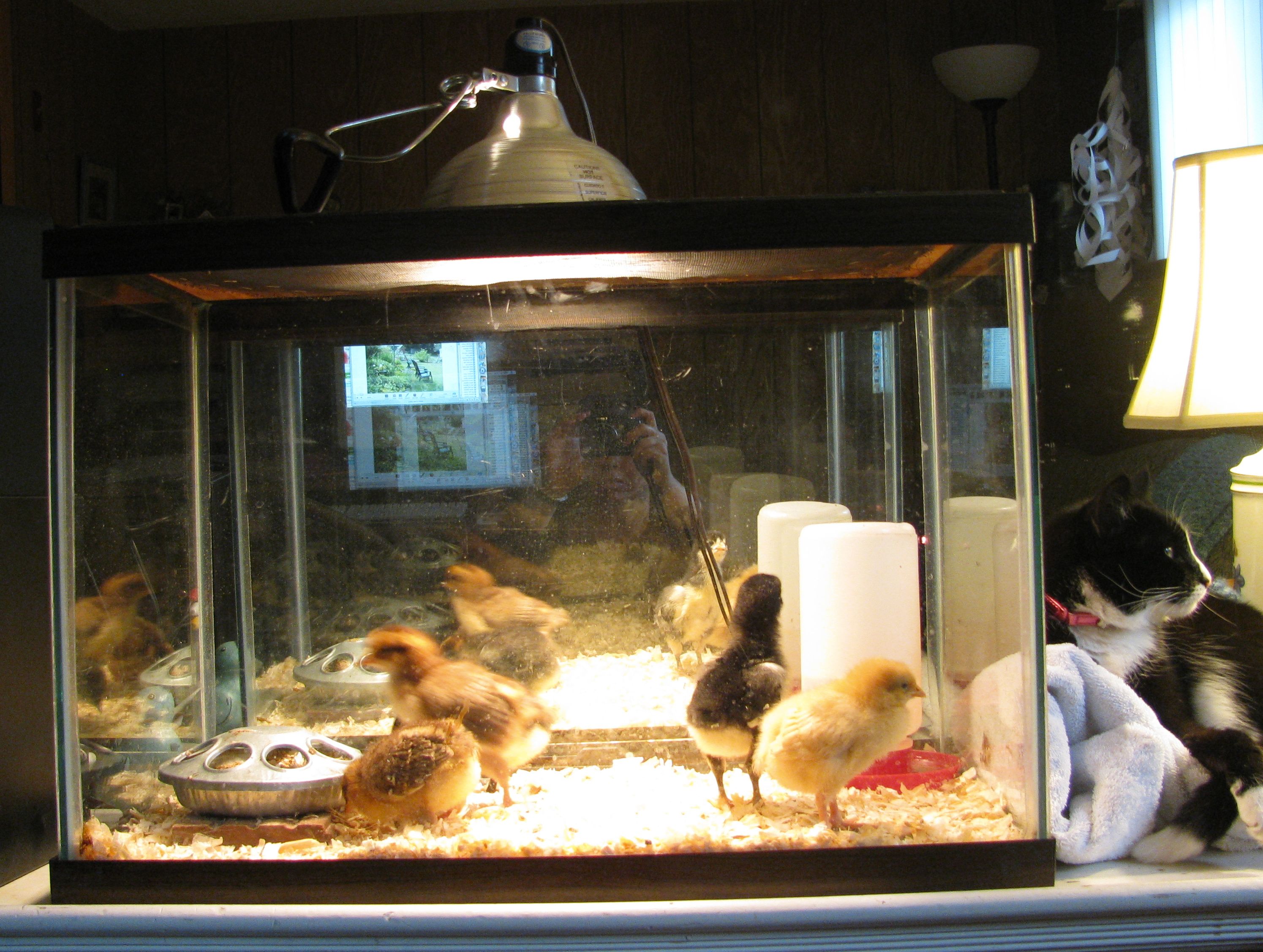 Let’s Talk About that Brooder… – The Salem Garden