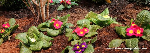 We were greated immediately by primroses.