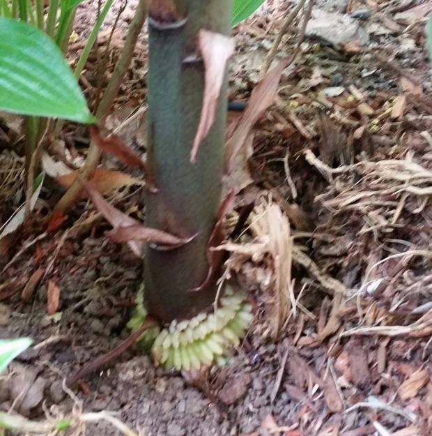 11262293_10205521939701819_1169940837_n