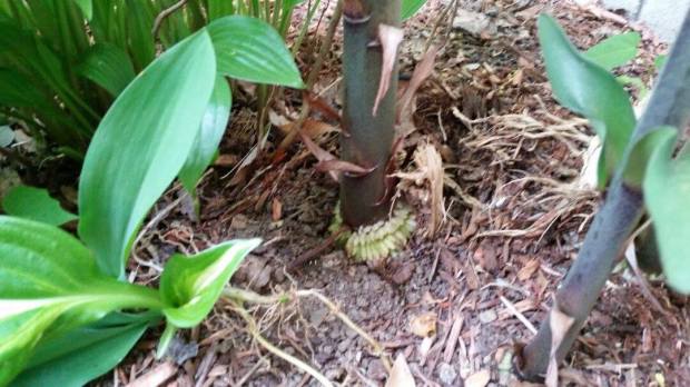 11293406_10205521939461813_946054786_o