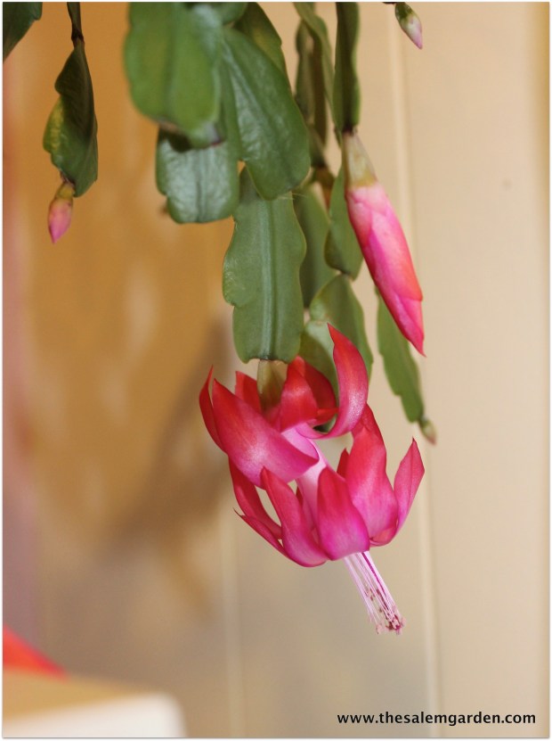 Image 3-15-16 at 8.50 AM